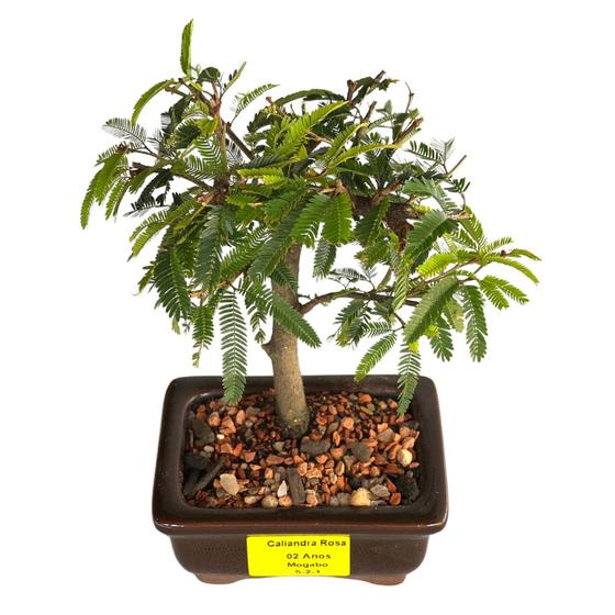 Bonsai Caliandra Rosa 2 anos - Mogabo - Flor e Planta Artificial - Magazine Luiza Bonsai Caliandra Rosa 2 anos - Mogabo - Flor e Planta Artificial - Magazine Luiza