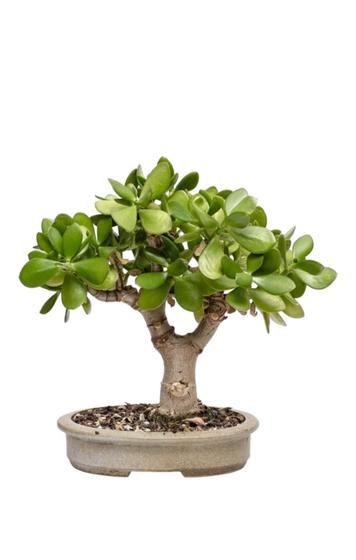 Bonsai de Jade crassula ovata planta da boa sorte Robusta c/vaso Menor preço em Bonsai de Jade crassula ovata planta da boa sorte Robusta c/vaso
