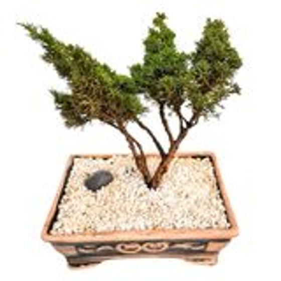 Imagem de Bonsai de Shimpaku Juniperus  6 Anos