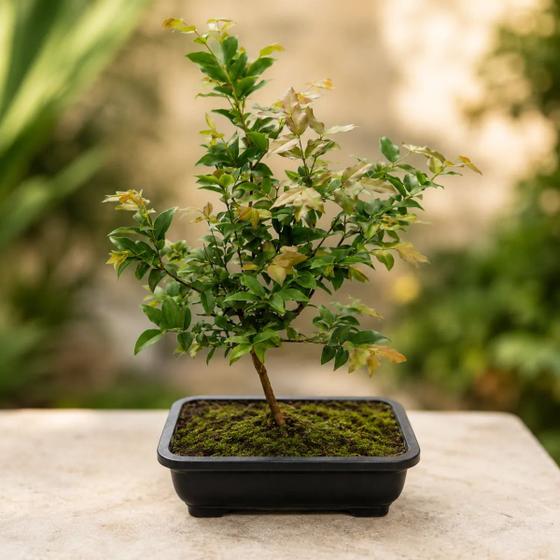 Bonsai Jaboticaba Produzindo Vaso Incluso Frutífera Ornamental Decoração Interior Presente Muda Jabuticabeira Mini Árvore Frutas Tronco Torcido