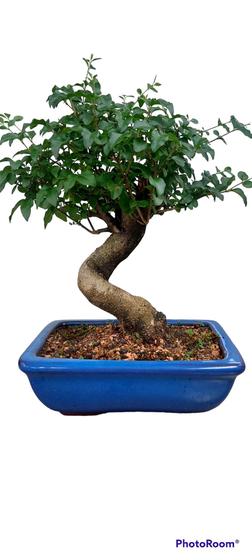 Bonsai lingustrum 15 anos vaso de porcelana vietnamita Menor preço em Bonsai lingustrum 15 anos vaso de porcelana vietnamita