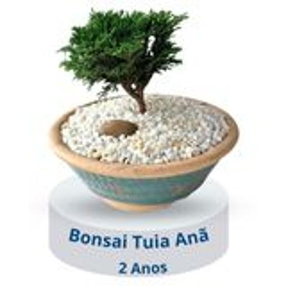 Imagem de Bonsai Tuia Anã - Nana Gracilis Tuia 2 Anos