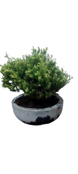 Imagem de Bonsai Tuia golden (ouro) 7 anos , vaso marmorizado