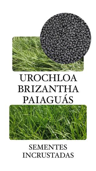 Imagem de Brachiaria Brizantha Paiaguás 10Kg- Sementes Incrustadas