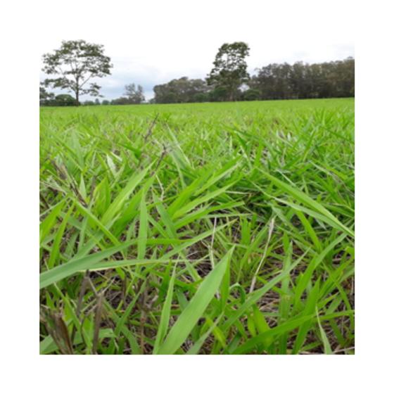 Imagem de Brachiaria Decumbens Basilik 5kg Sementes Incrustadas - Sementes Brasil