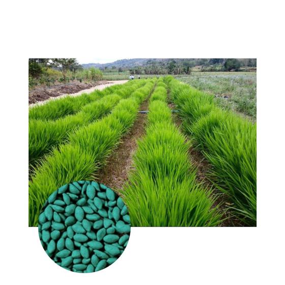 Imagem de Brachiaria Hibrida Cobra p/ Gado de Corte 4kg