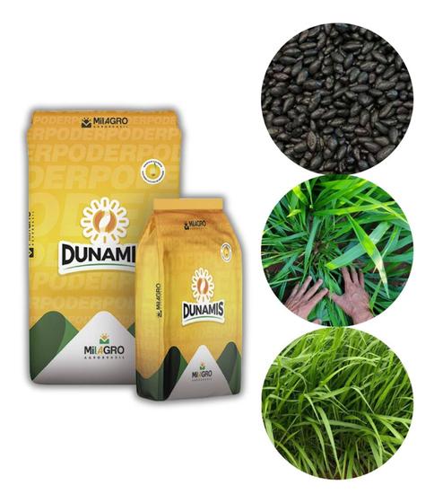 Imagem de Brachiaria Híbrida cv. Dunamis p/ Gado de leite - 2kg