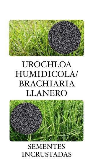 Imagem de Brachiaria LLanero (Urochoa Humidícola) 20kg- Sementes Incrustadas
