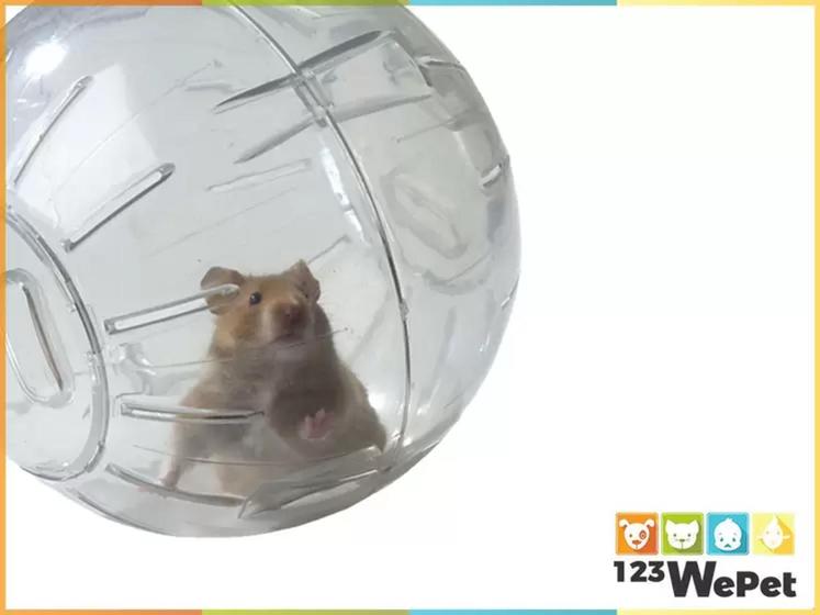 Imagem de Brinquedo Bola Acrílico Globo  para Hamster 
