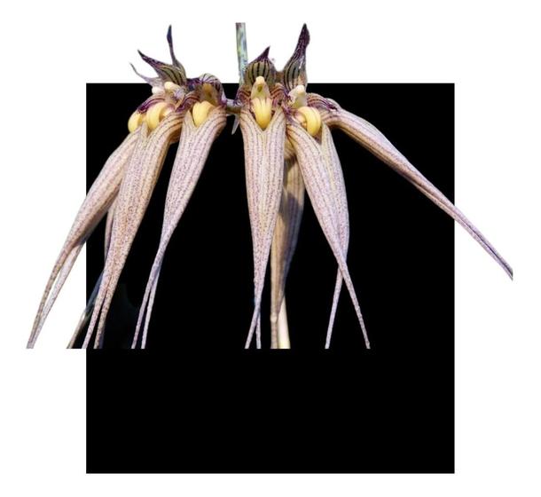 Imagem de Bulbophyllum Macraei X Self