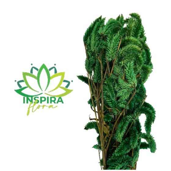 Imagem de Buque Maço Celosia Rabo De Gato Flores Desidratadas