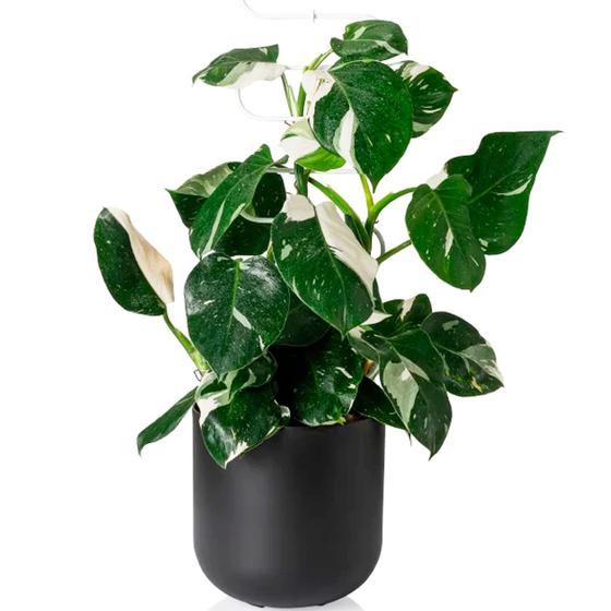 Imagem de Cachepô Vaso Decorativo Grande 25,7cm Raiz Due para Plantas Ideal Pote Produtor N. 24 Várias Cores