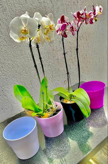 Imagem de Cachepot para orquídea kit com 4