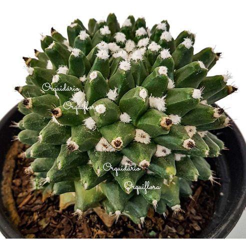Cacto Bola Cactus Mammillaria Polythele Maior Vaso 15 - Orquiflora - Flor e  Planta Artificial - Magazine Luiza