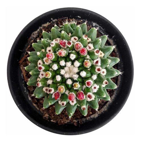 Cacto Bola Cactus Mammillaria Polythele - Orquiflora - Planta e Flor  Natural - Magazine Luiza