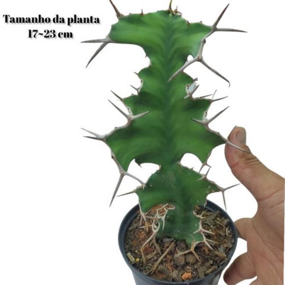 Imagem de Cacto Chifre De Vaca Euphorbia Top De Linha para decorar ambiente