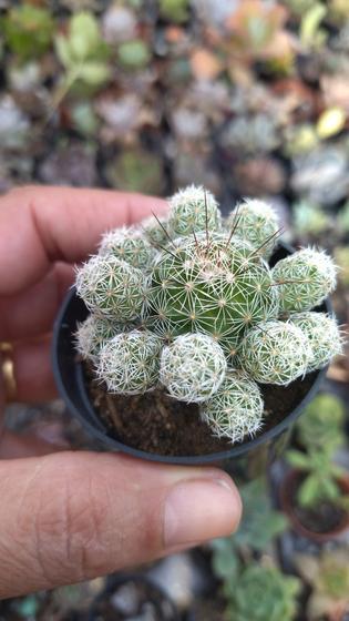 Imagem de Cacto-dedal  Mammillaria gracilis