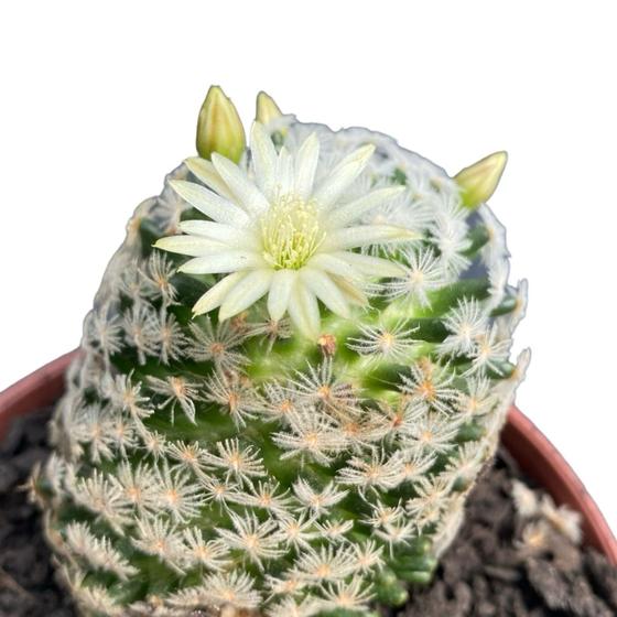 Imagem de Cacto Mammillaria Lasiacantha Top Muda Para Colecionadores