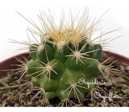 Cacto Poltrona Assento De Sogra Echinocactus Grussonii - Orquiflora -  Poltronas - Magazine Luiza
