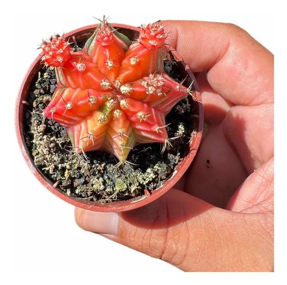 Imagem de Cacto Raro Color Gymnocalycium Mihanovichi Variegata Matriz
