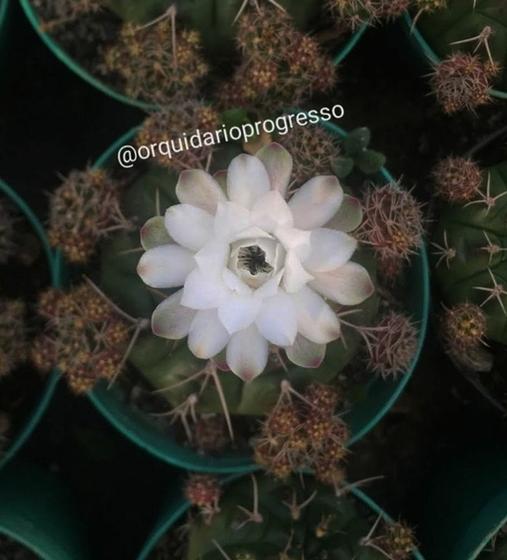 Imagem de Cactos  Gymnocalycium damsii