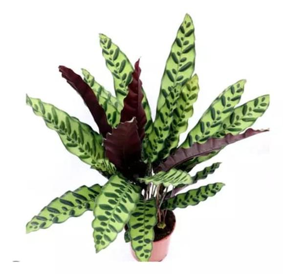 Imagem de Calathea Maranta cascavelo insignis adulta com vaso decoração rara rezadeira