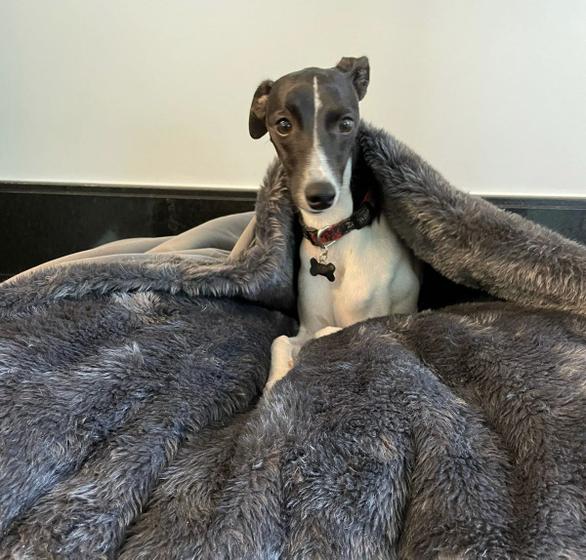 Imagem de Cama para Cachorros e Gatos Cave com coberta G 70x70