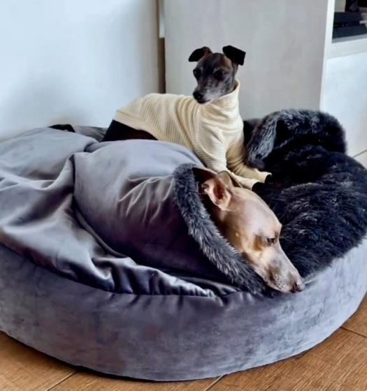 Imagem de Cama para Cachorros e Gatos Cave com coberta G 70x70