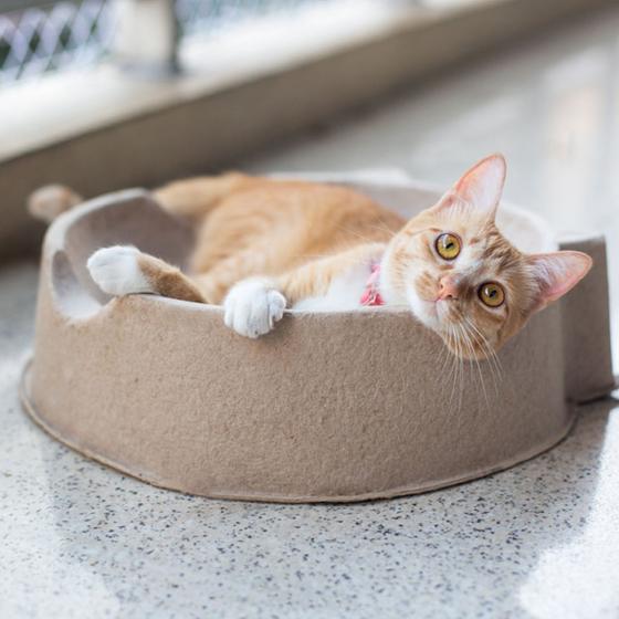 Imagem de Cama Para Gatos Catplace Buddy Toys 3 Unidades