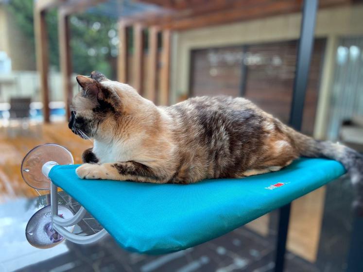 Imagem de Cama Rede De Janela Para Gatos Suspensa Azul - Gatificação