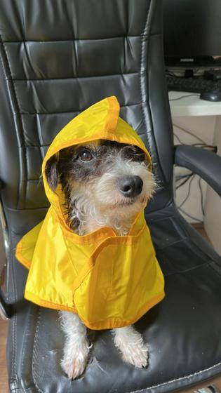 Imagem de Capa Chuva Impermeável Para Cachorro - tam. 0