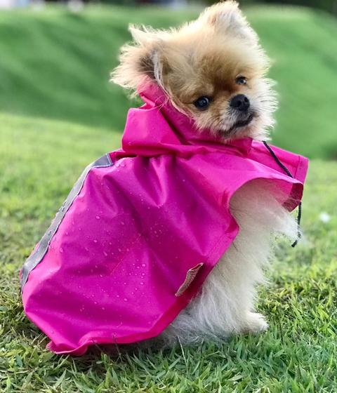 Imagem de Capa de Chuva para cachorro - Pink