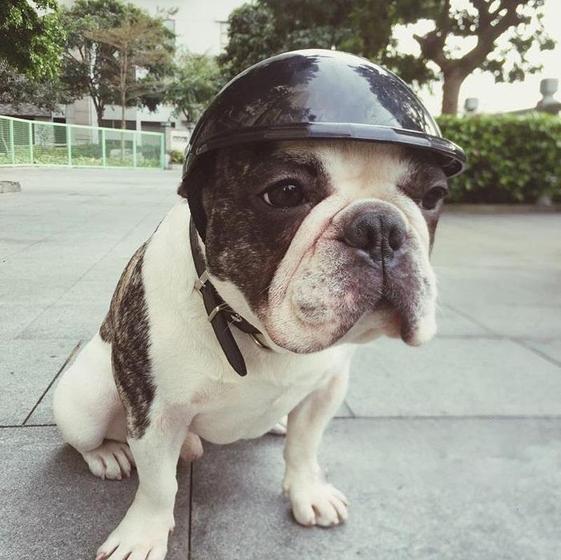 Imagem de Capacete para Cachorro Preto  - Tamanho M