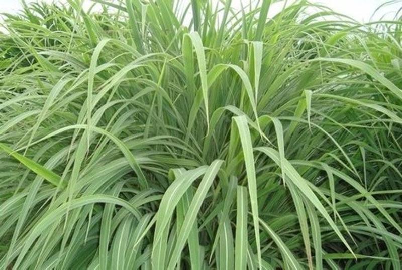 Imagem de Capim Andropogon Gayanus - 8 kg De Sementes