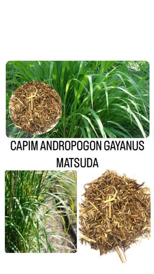 Imagem de Capim Andropogon Gayanus /Matsuda- 20kg de Sementes