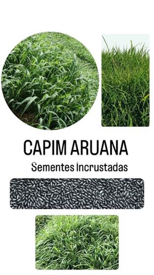 Imagem de Capim Aruana Panicum Maxinum - 5Kg de Sementes Incrustadas