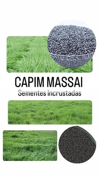 Imagem de Capim Massai Panicum Maximum - 1Kg de Sementes Incrustados