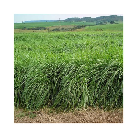 Imagem de Capim Massai Panicum Maximum 4kg Sementes Incrustadas - Sementes Brasil