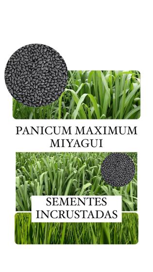 Imagem de Capim Miyagui (Panicum Maximum) 20Kg- Sementes Incrustadas