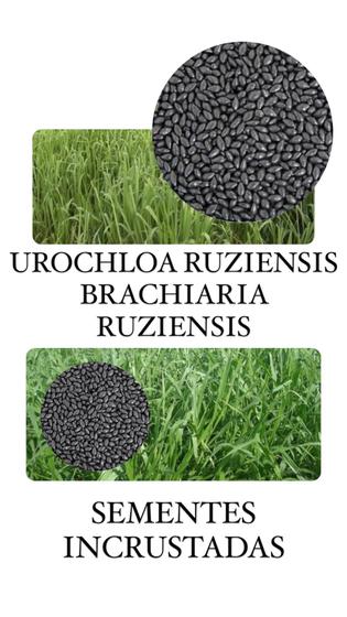 Imagem de Capim Ruziziensis Urochloa 1kg- Sementes Incrustadas