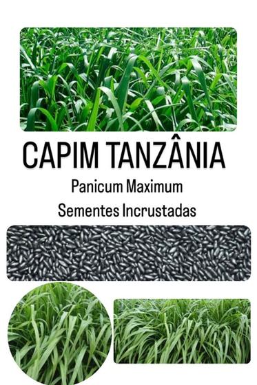 Imagem de Capim Tanzânia Panicum Maximum - 10Kg de Sementes