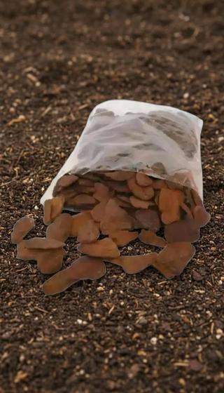 Casca de Pinus Tratada 8kg