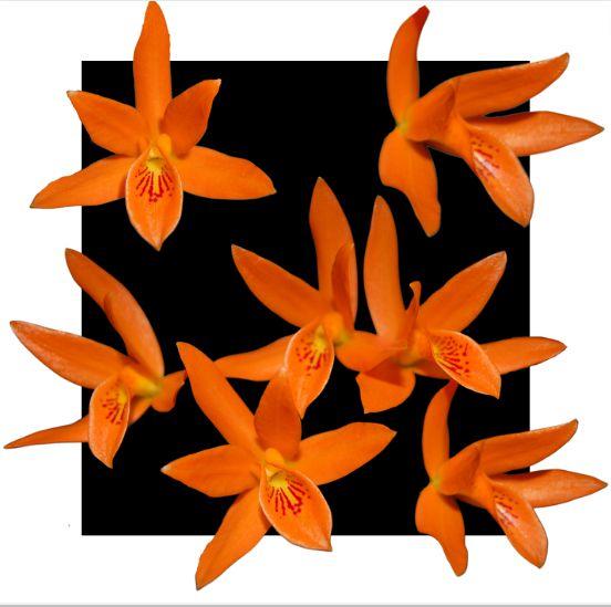 Imagem de Cattleya Aurantiaca