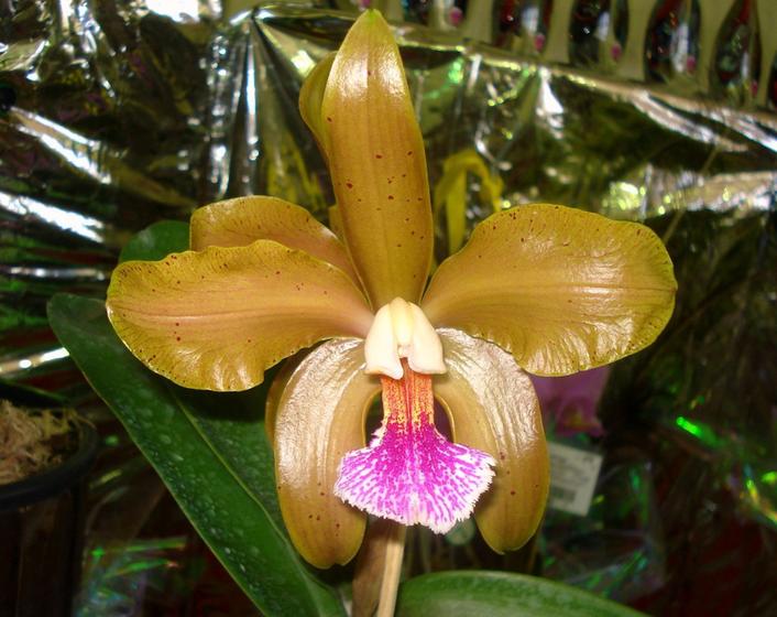 Imagem de Cattleya Granulosa Aniel - Corte Adulto