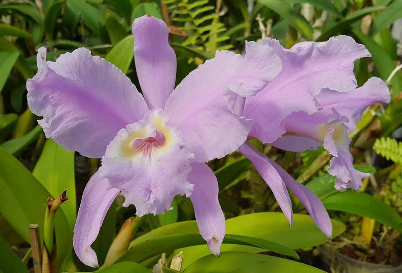 Imagem de Cattleya Luedmanniana Concolor - Corte Adulto