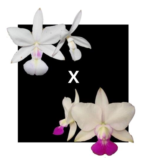 Imagem de Cattleya Walkeriana Suavissima X S/a Tokio