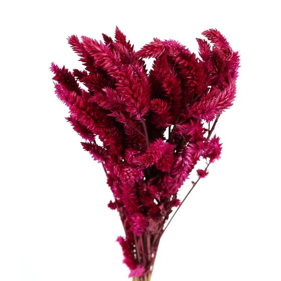 Celósia Rabo De Gato Pink Desidratado - Tem Flores - Buquê de Flor ...