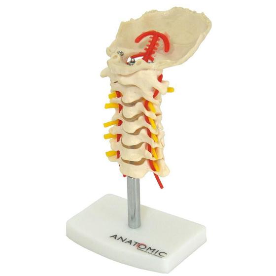 Imagem de Coluna Vertebral Cervical