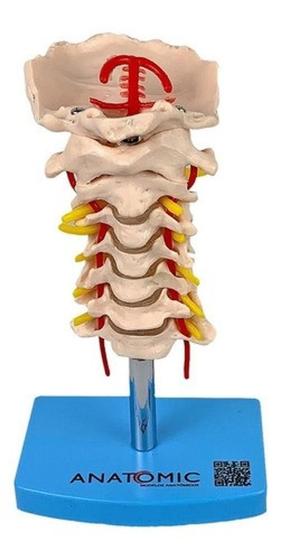 Imagem de Coluna Vertebral Cervical Esqueleto, Anatomia