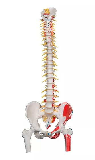 Imagem de Coluna Vertebral Com Cabeças De Pelve, Fêmur E Músculos